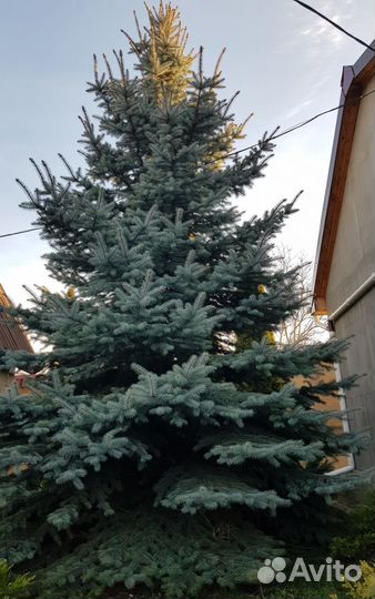 Ель туя кипарис крупномеры