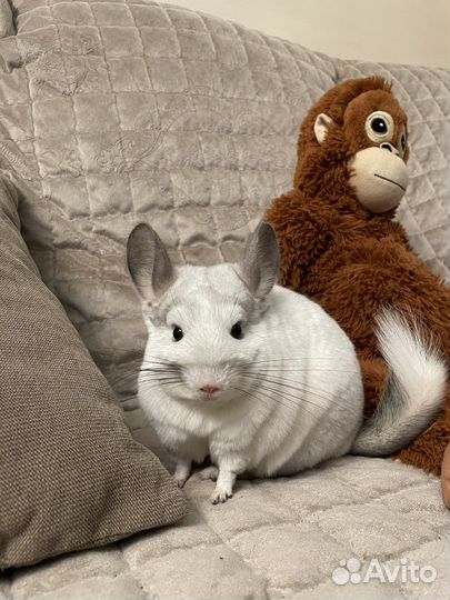 Шиншилла белый вильсон