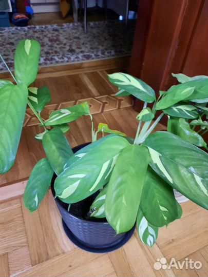 Ктенанта Лубберса,сингониумы