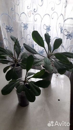 Эуфорбия,или молочай беложильчатый