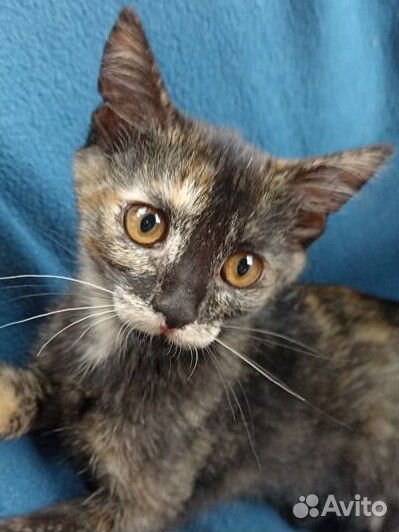 Домашние котята Черный и Трехцветная