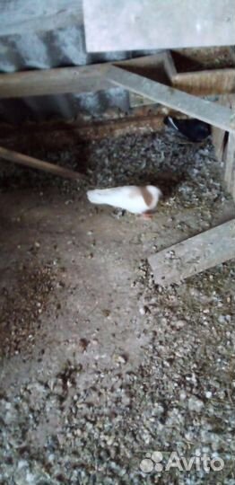 Продам голубей