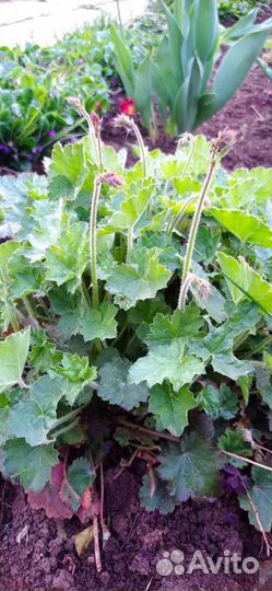 Растения гейхера, садовые цветы