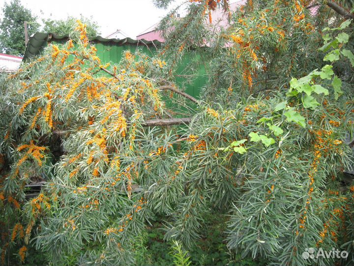 Продам облепиху