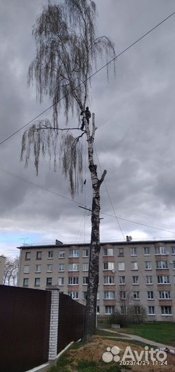 Спил деревьев