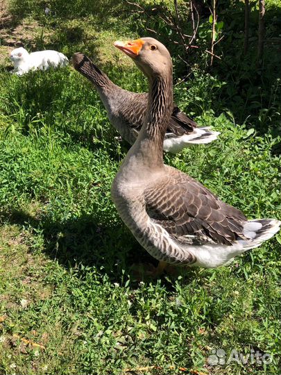 Семья гусей