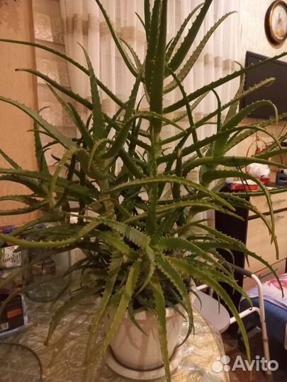 Алоэ лечебный 4 года