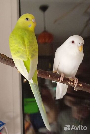 Птенец волнистого попугая самка