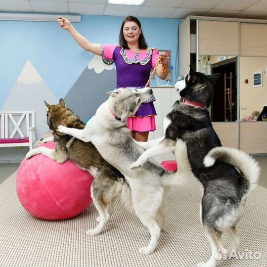 Шоу-программы на Свадьбы, Юбилеи