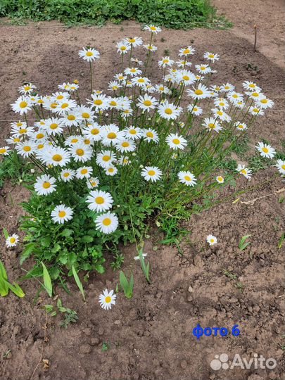 Вербейник, рудбекия, гелениум, лилия желтая