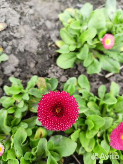 Флоксы,маргаритки,астильба,ясколка