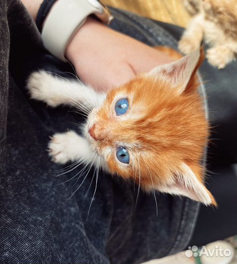 Отдам котят в добрые руки