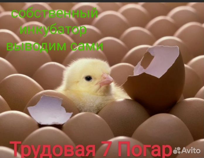 Инкубационное яйцо и молодняк