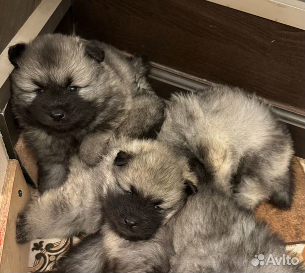 Кеесхонд (вольфшпиц)