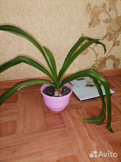 Гименокаллис или лилия-паук