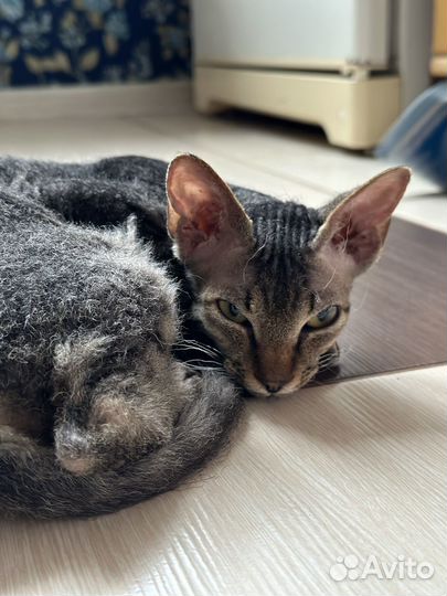 Котенок Сфинкс