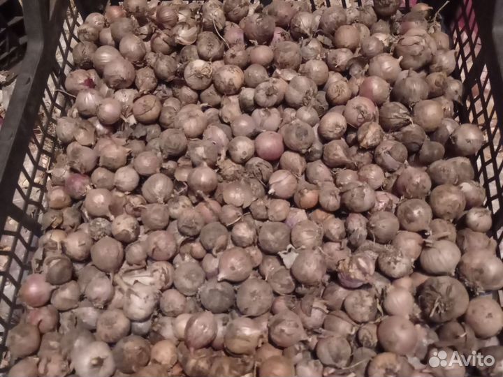 Чеснок мелочь после посадки