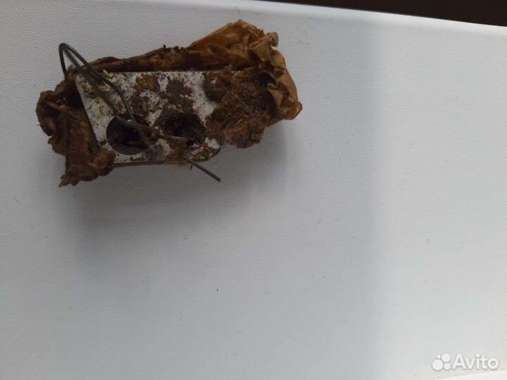 Коловорот рыбацкий