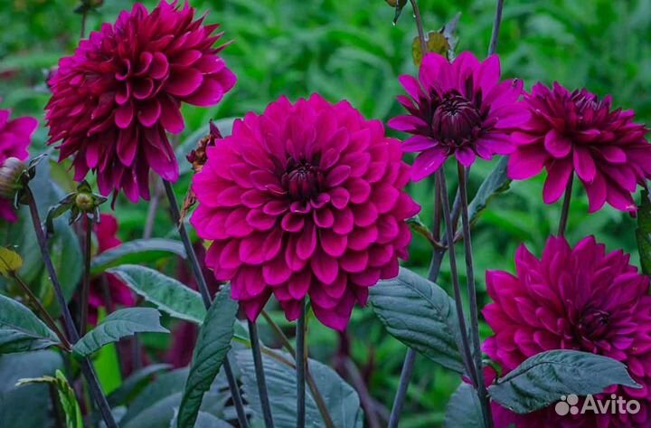 Георгины (клубни)