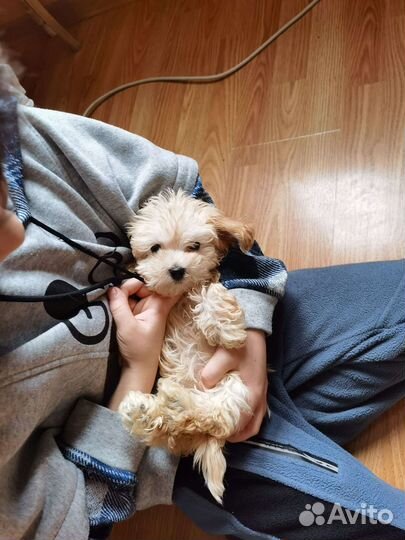 Крутышка мальтипу mini