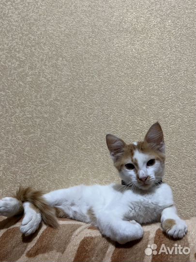 Котенок в добрые руки