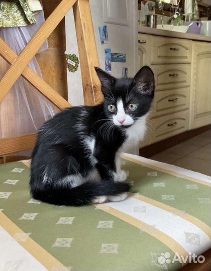 Смокинг кошечка