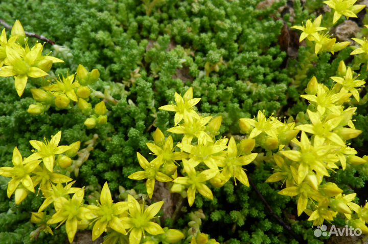 Почвопокровные растения