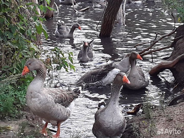 Гуси серый крупный своего племенного стада