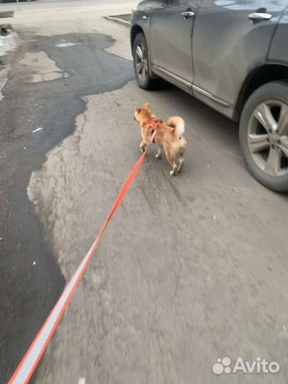 Передержка в квартире собак и кошек, грызунов