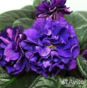 Детки сортовых фиалок