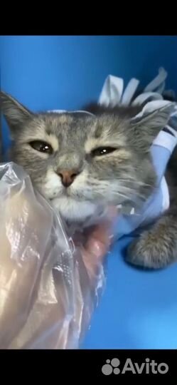 Кошка. Девочка. Пискля. Мо. Ищем добрые ручки