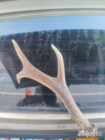 Рога косули