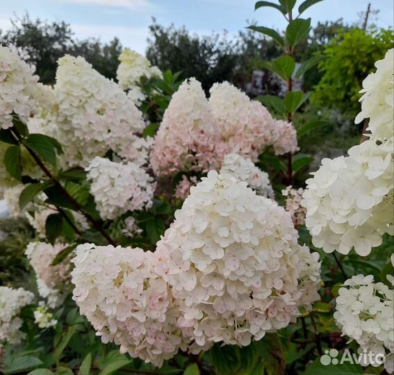 Гортензии метельчатые с доставкой