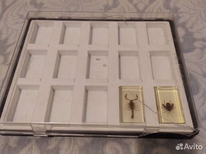 Насекомые жуки