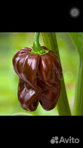 Семена супер острого перца Хабанеро Шоколад и др