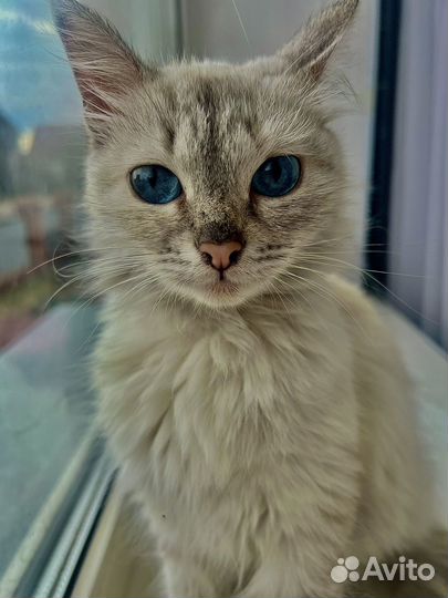 Кошки