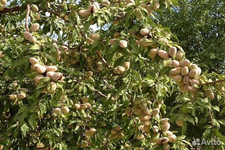 Саженцы миндаля(Форос, Никитский, Антик, Бумажный)
