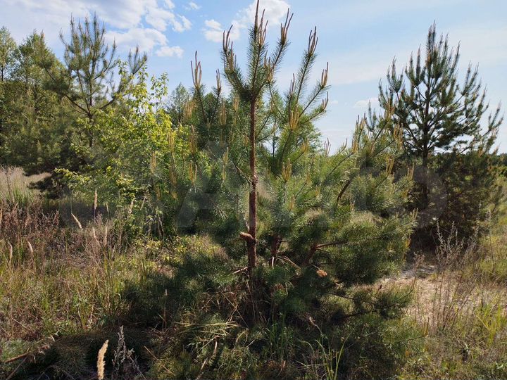 Участок 15 сот. (ИЖС)