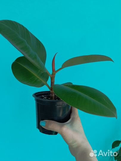 Фикус каучуконосный