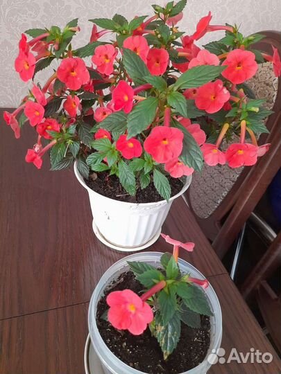 Ахименис шикарный.большой продан