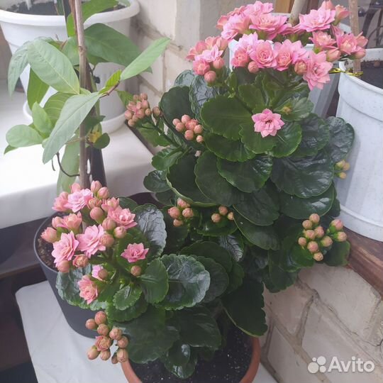 Каланхоэ цветущий