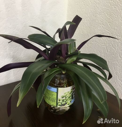 Излишки отростки Рэо