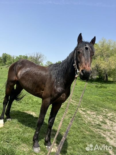 Карачаевский жеребец