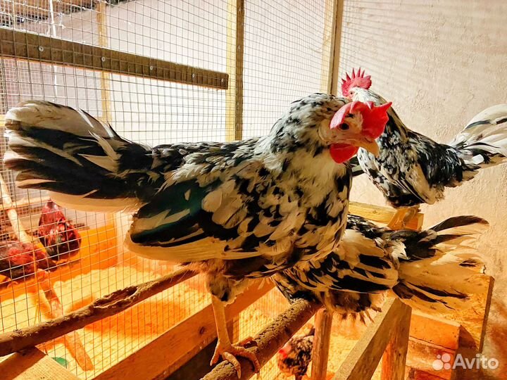 Инкубационное яйцо леггорн далматинец