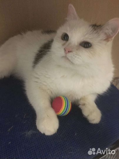 Кошка в дар