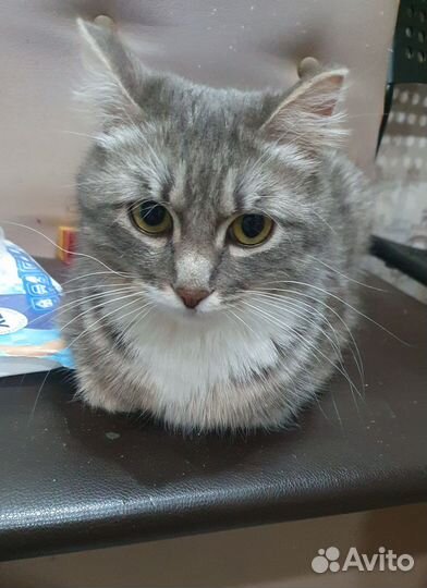 Кошка Веста