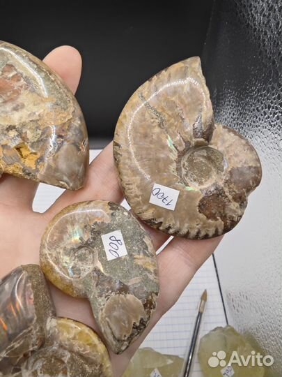 Аммонит Окаменелости с ярким перламутром