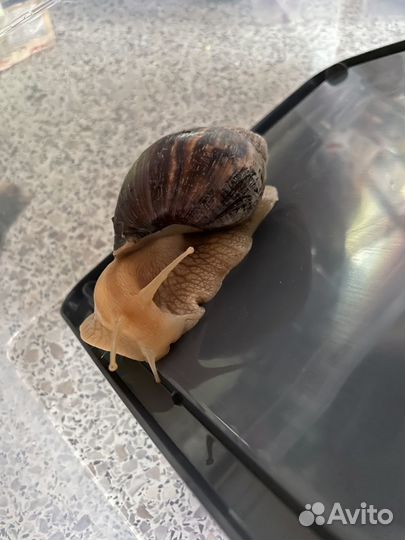 Улитки ахатины