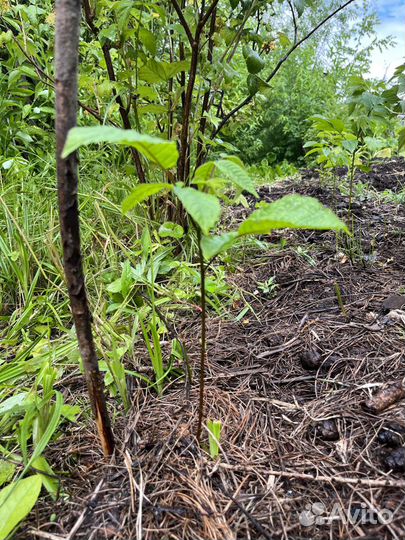 Саженцы ореха маньчжурского