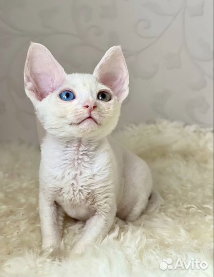 Девон-рекс котята